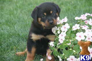 Rottweiler Puppies for Sale